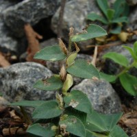 Crotalaria hebecarpa (DC.) Rudd